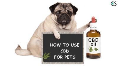 CBD Oil for dogs